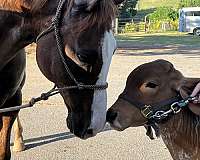 natural-horsemanship-training-trail-riding