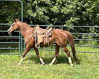 chestnut-quarter-horse-gelding