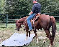 chestnut-natural-horsemanship-training-trail-riding-horse