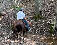 4-white-stockings-horse