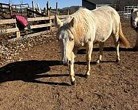 palomino-palomino-quarter-horse-filly-yearling