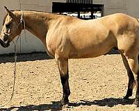 barrel-racing-quarter-horse