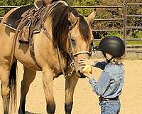 beginner-quarter-horse