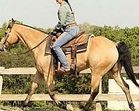 buckskin-barrel-horse