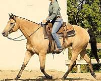 buckskin-barrel-racing-horse