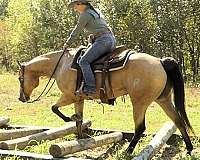 buckskin-quarter-horse-gelding