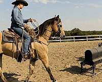 team-roping-quarter-horse