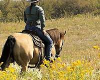 trail-quarter-horse