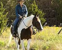 bay-overo-trail-horse