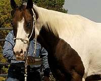 bay-overo-trail-riding-horse