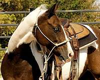 bay-overo-apha-mare