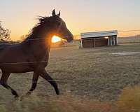 bay-star-black-stockings-horse