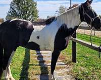 english-pleasure-spotted-saddle-horse