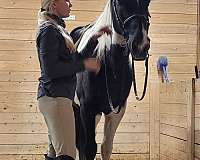 equitation-spotted-saddle-horse