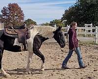 gaited-spotted-saddle-horse