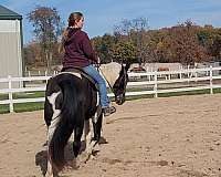 hunt-seat-equitation-spotted-saddle-horse