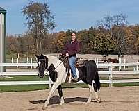 lesson-spotted-saddle-horse