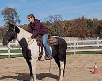 natural-horsemanship-training-spotted-saddle-horse