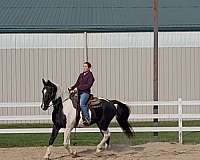 ranch-spotted-saddle-horse