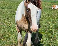 smokey-dun-tobiano-with-blue-eyes-horse