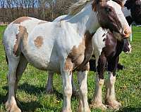 dun-smokey-tobiano-with-blue-eyes-horse