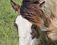 dun-filly-gypsy-vanner-horse