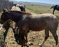 quarter-horse-for-sale