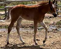 red-roan-roan-cutting-horse