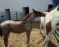 red-roan-roan-all-around-horse