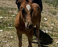 red-roan-roan-ranch-horse