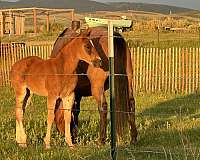 red-roan-roan-roping-horse