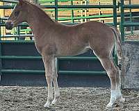 all-around-filly