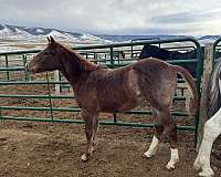 quarter-horse-filly