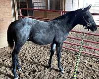 all-black-points-quarter-horse