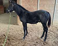 all-black-colt