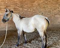 0-hand-quarter-horse-filly