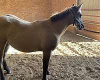 0-hand-grulla-horse