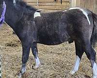 steer-wrestling-miniature-horse