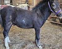 affordable-miniature-horse