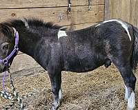 black-miniature-horse