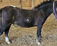 black-white-miniature-horse