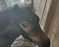 cheap-miniature-horse