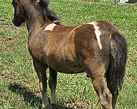 children-miniature-horse