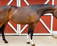 bay-filly-dutch-warmblood-horse