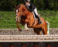 comfortable-gaits-dutch-warmblood-horse