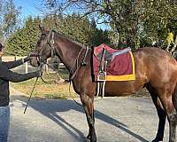 all-around-thoroughbred-horse