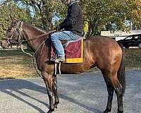 athletic-thoroughbred-horse