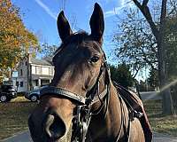 dressage-thoroughbred-horse