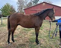 all-around-thoroughbred-horse