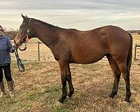 dressage-thoroughbred-horse